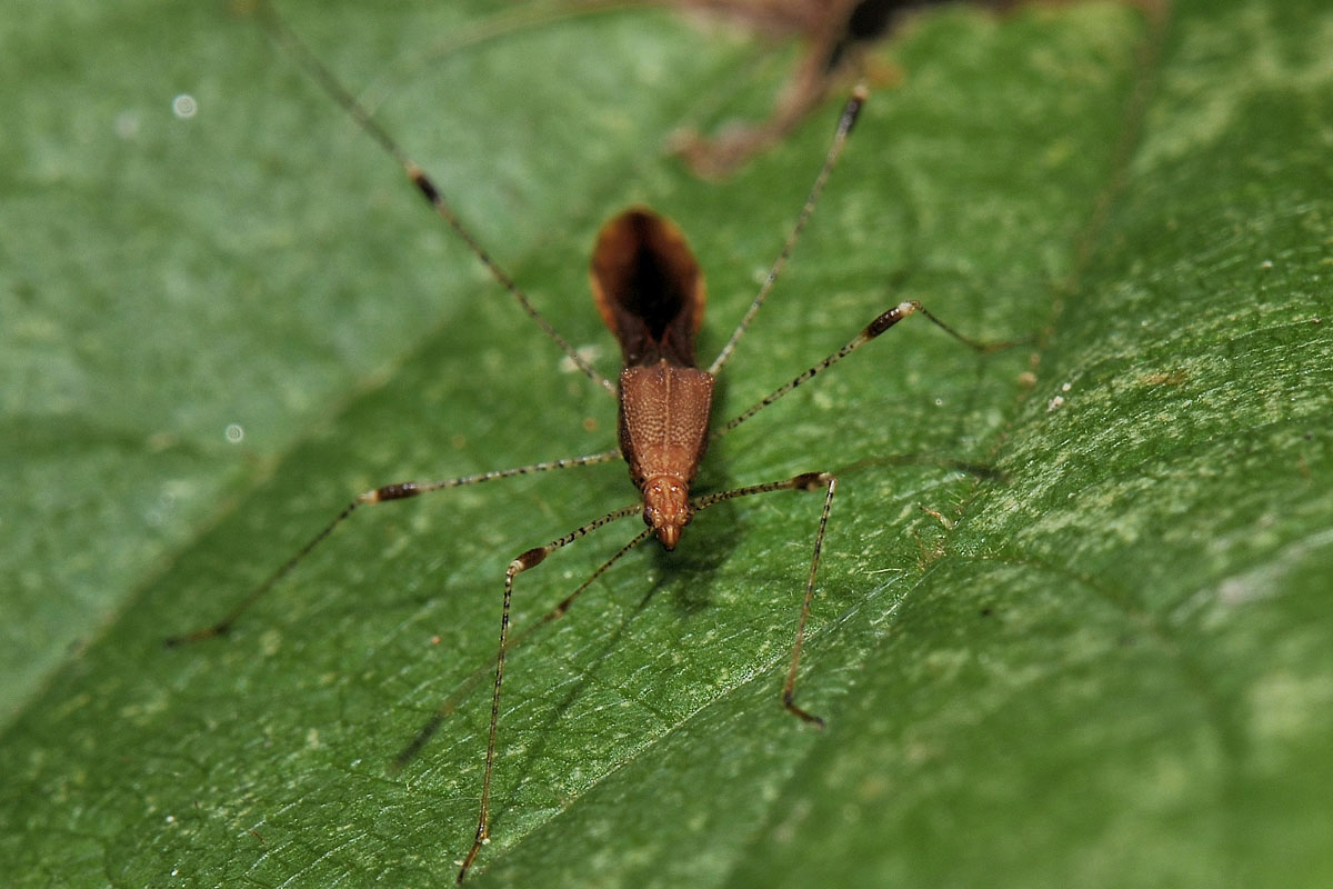 Berytidae: Metatropis rufescens ? S !